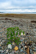 Tomate Pflanze wächst wild am Strand bei ORD, Isle of Skye