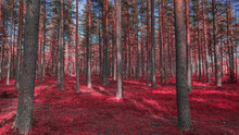 Beautiful Autumn Colored Pine Forest In All Its Glory, A Riot Of Colors Of Dying Plants.