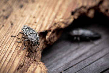 Macro. Beetle - Flatheaded pine borer -  Chalcophora Mariana on the pine wood plank. Ready to eat