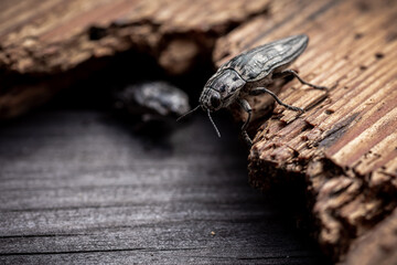 Macro. Beetle - Flatheaded pine borer -  Chalcophora Mariana on the pine wood plank. Ready to eat