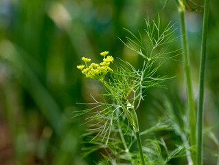 Blooming dill, a herbaceous plant in summer