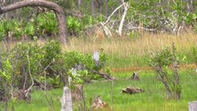 Great Blue Heron Camouflaged With It's Color Cleaning Itself