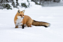 Red Fox On Snow Covered Field