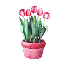 Watercolor Red Tulips In A Pot. Home Plant In The Garden. Illustration On White Background