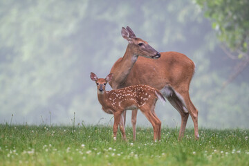 Poster - White-tailed deer doe and fawn on a summer morning