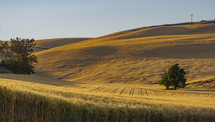 Late Afternoon Sun Setting on Wheat Fields 