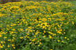 Field of yellow alpine flowers in summer