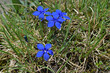 deep blue bavarian gentians flowers