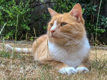 Domestic Ginger Tom Cat Resting On Dried Grass Lawn In Summer
