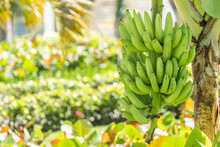 Close-up Of Bananas Growing On Tree
