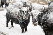 Yaks Standing On Snow Covered Field