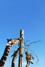 Low Angle View Of Three Giraffes Eating Tree Against Clear Blue Sky