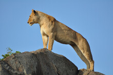 Low Angle View Of Lioness Standing On Rock Against Sky