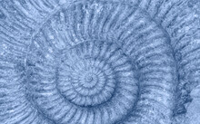 Closeup Of Ammonite Prehistoric Fossil 