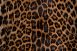Leopard skin texture : Close-up leopard spot pattern texture background.