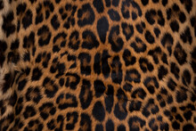 Leopard Skin Texture : Close-up Leopard Spot Pattern Texture Background.