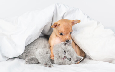  Playful Toy terrier puppy hugs baby kitten under white blanket on a bed at home