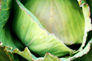 Wall Mural - Cabbage with texture background.