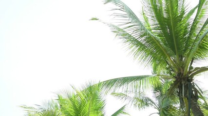 Wall Mural - Detail of palm trees green leaf in the wind for summer background ,relax and vacation holiday summer concept
