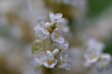 Wall Mural - Japanese knockweed is a Polygonaceae perennial plant to bloom small white flowers from summer to autumn. Young buds in spring are edible.