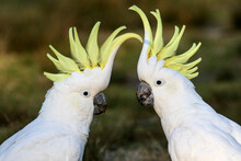 Sulphur-crested Cockatoo's With Crests Erect