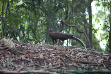 Sticker - Great argus (Argusianus argus) in South Thailand