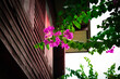 Photos from under the tree Bougainvillea glabra Choisy, dark pink and beautiful purple with low light, dark landscape with an old house background