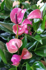 Sticker - red anthurium flowers