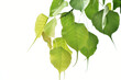 Yellow-green Bodhi leaves In white background