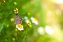 Beautiful Background With Butterfly On Flowers