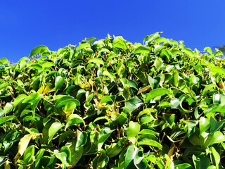 Wall Mural - ficus benjamina texture