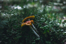 Orange Mushroom On A Green Grass