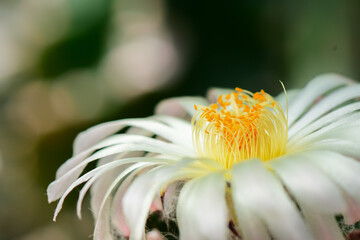 Closeup and Selective Focus Cactus flower,The color and beauty of pollen.