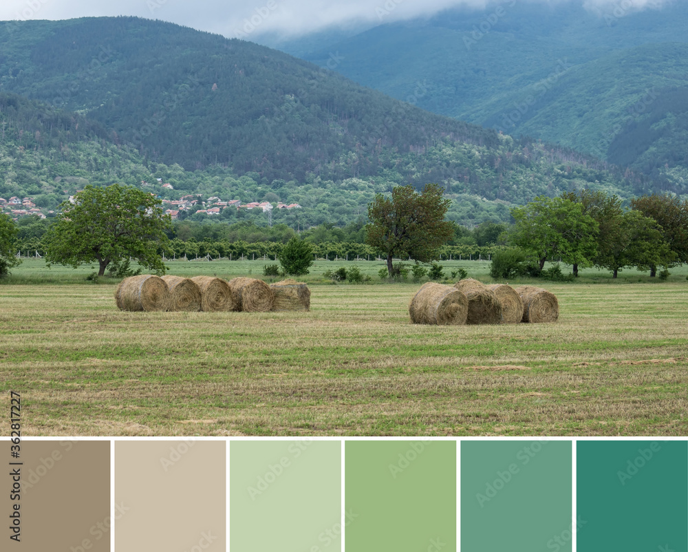 Beautiful landscape, brown beige hay roll bales in light and dark green ...