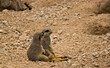 Two meerkats sitting on the ground