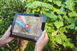 © perfectlab - Smart agriculture. Woman using tablet and waching video tutorial how to become an agronomist