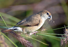 The Closeup Of An Indian Silverbill Or White-throated Munia (Euodice Malabarica) Perched On The Purple Fountain Grass (Pennisetum) At A Park In Sharjah With Shreds Of The Feathery Spike In Its Beak.