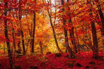 Sticker - Autumn forest