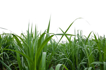 Aufkleber - isolated sugar cane on white background
