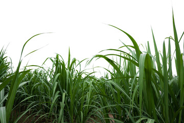 Aufkleber - isolated sugar cane on white background