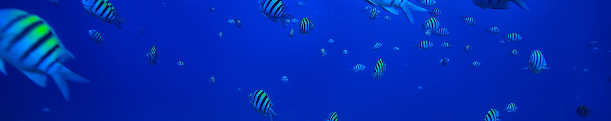 Poster - school of fish underwater photo, Gulf of Mexico, Cancun, bio fishing resources