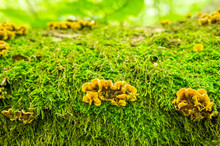 Yellow Forest Mushrooms Growing On A Moss On A Tree