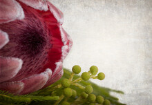Closeup Of A King Protea Flower With Space For Text. Vintage Style Textured Background. 