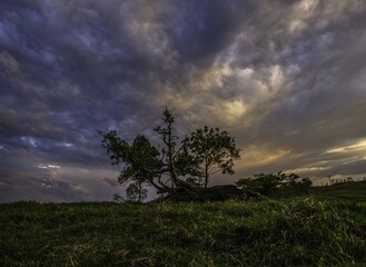 Poster - Beautiful shot of a lone tree in the field under a cloudy sky at sunset