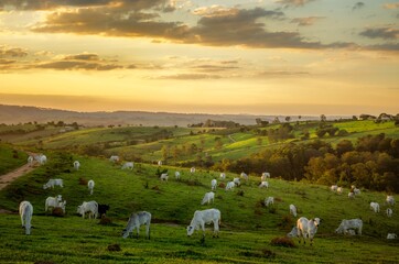 Poster - Beautiful shot of white cows in the field with trees on the background at sunset