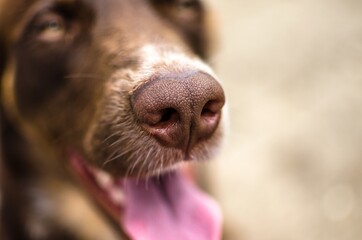 Poster - Selective focus shot of a brown dog's face in nature - perfect for background