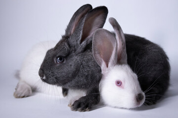 gray and white rabbits, bunnies on a white background. Isolated. Copy space. High quality photo