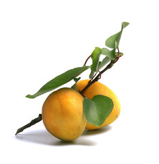 Wall Mural - ripe and juicy apricot on a branch with leaves on a white background