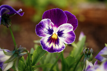 Vibrant blue pancy flower close up in the garden