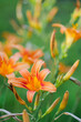 © Alona - Orange lilies in the summer garden. Vibrant floral wallpaper. Vertical orientation.